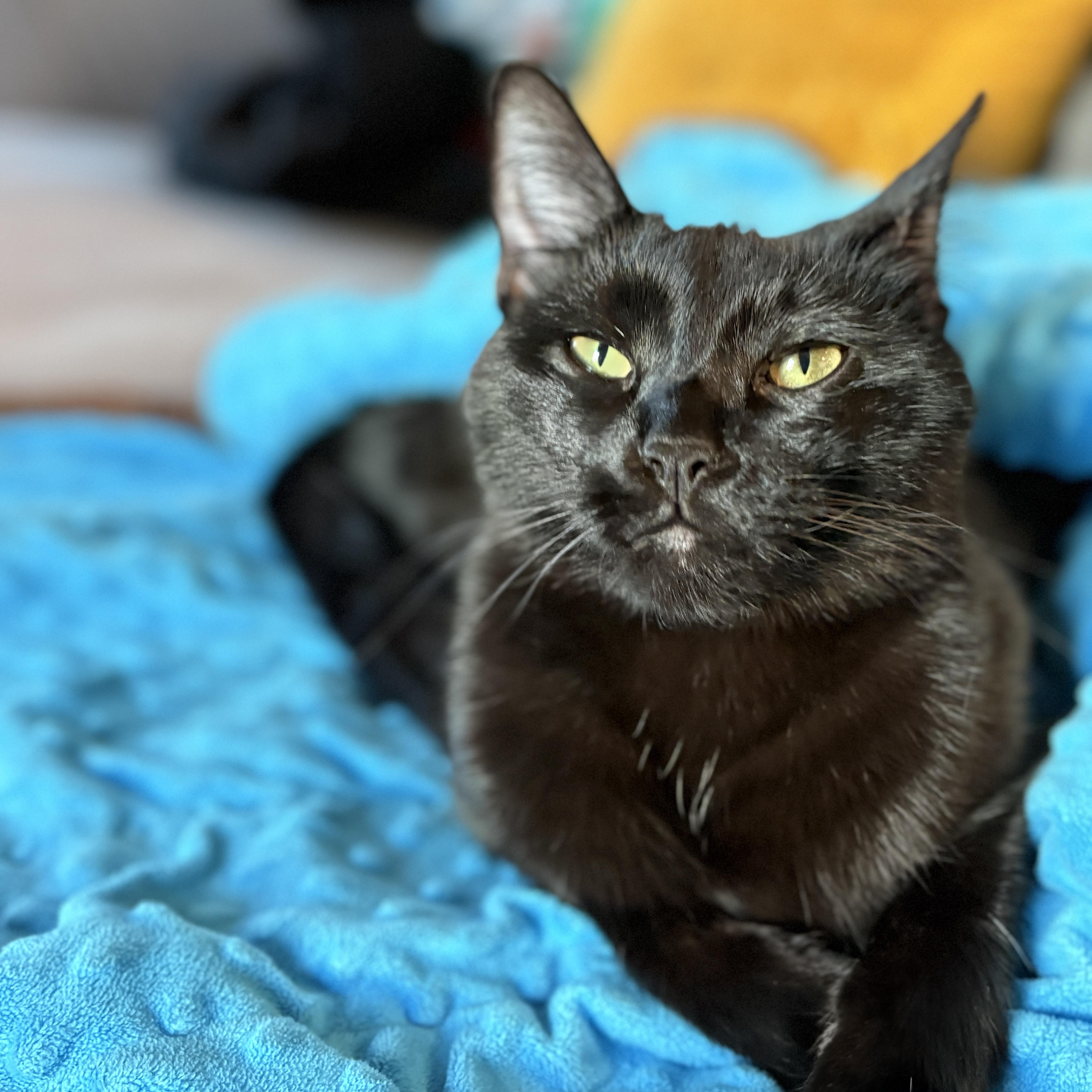 Poppy, a Adoptable mixed breed in Benicia, CA image 4/5