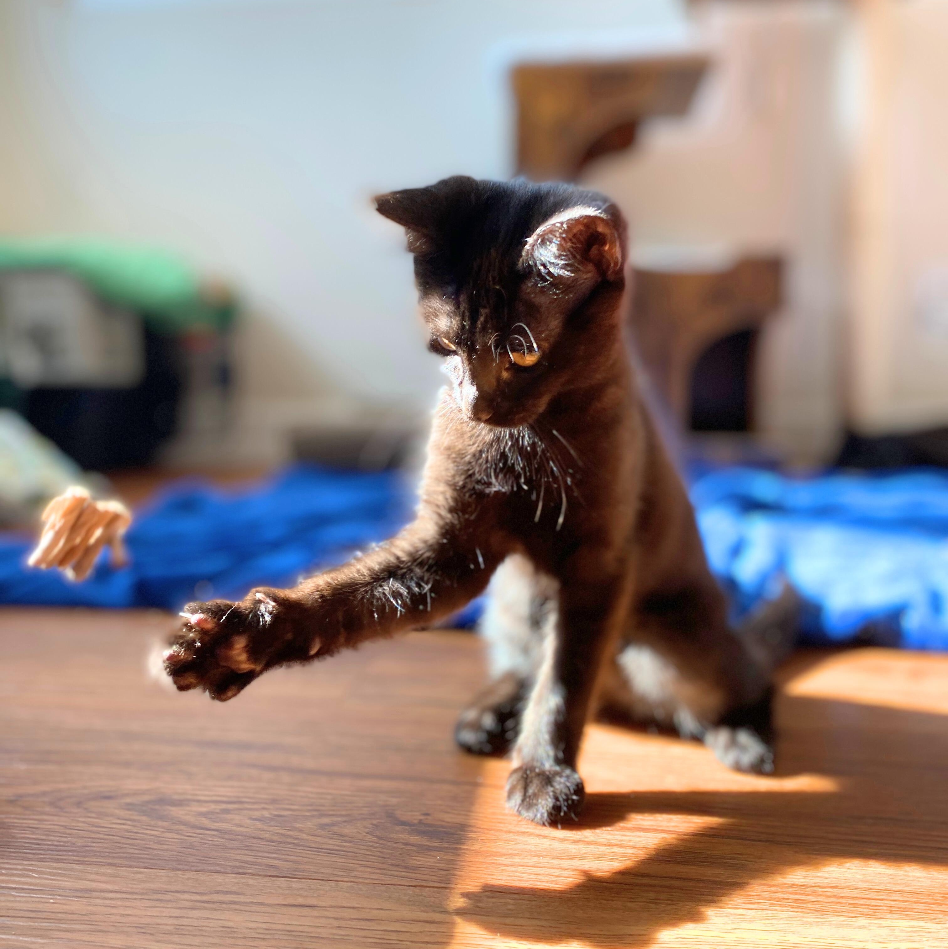 Poppy, a Adoptable mixed breed in Benicia, CA image 6/6