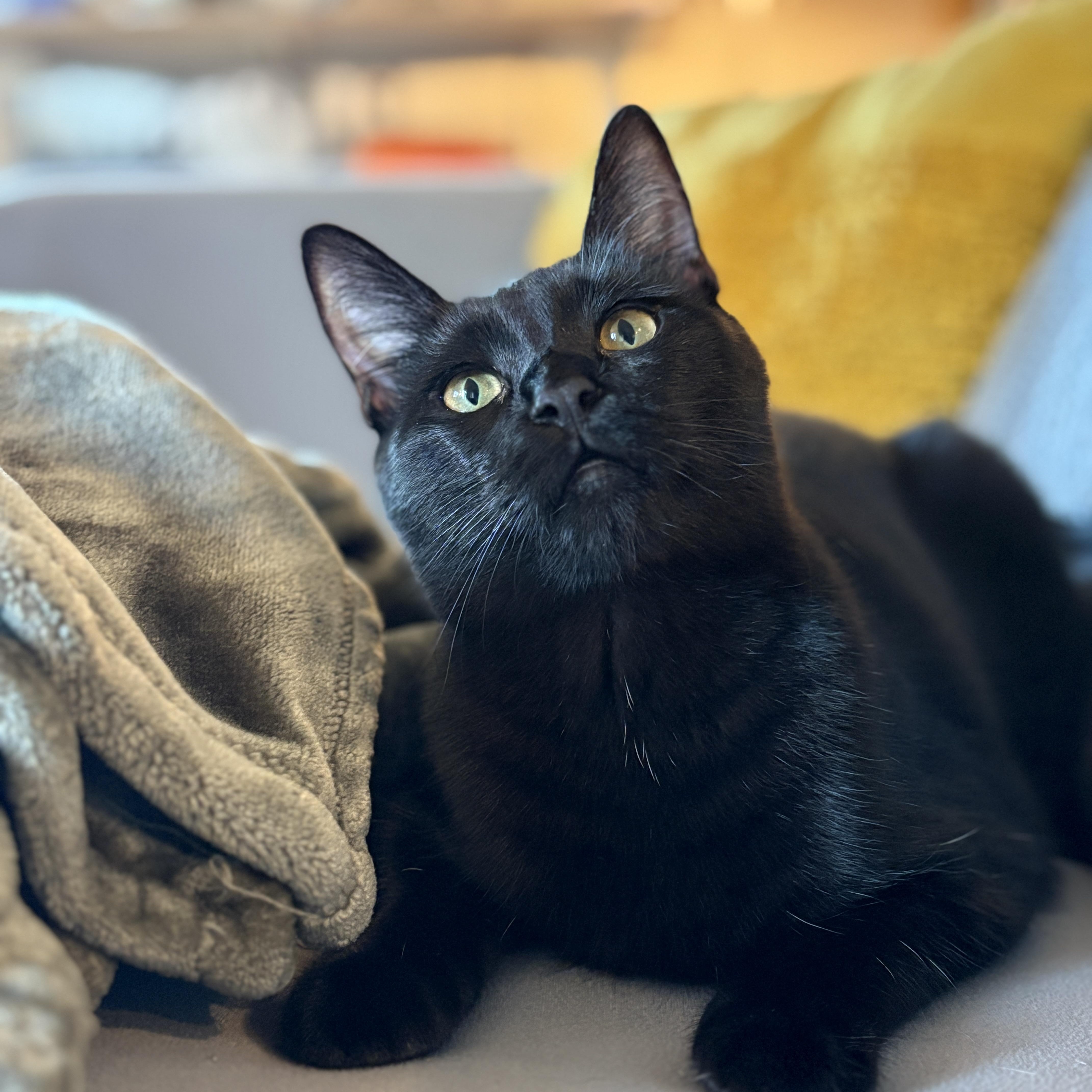 Poppy, a Adoptable mixed breed in Benicia, CA image 2/5