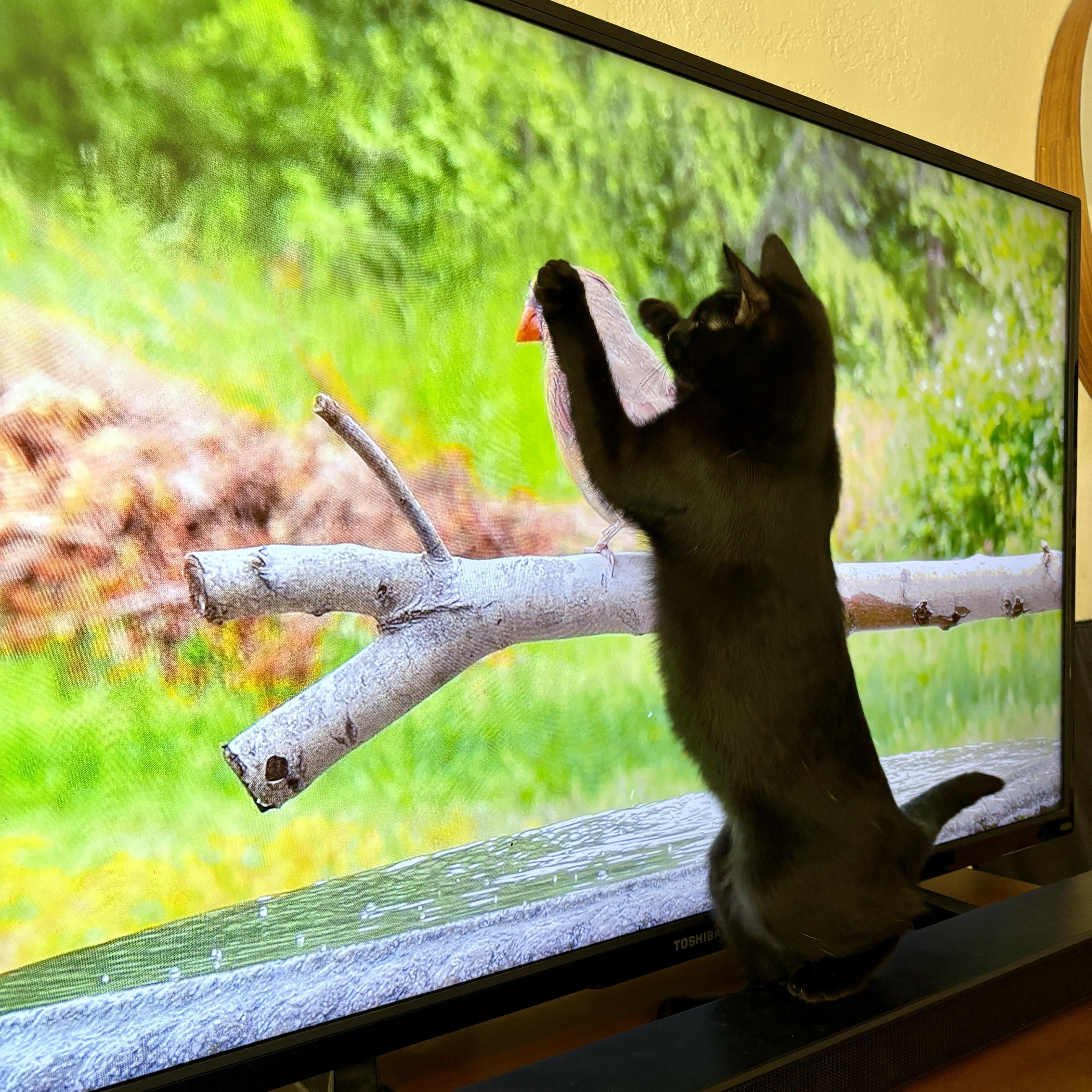 Poppy, a Adoptable mixed breed in Benicia, CA image 4/6