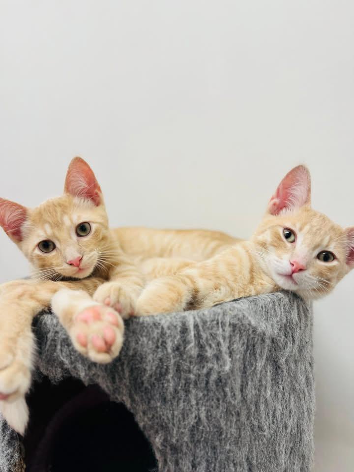 Simon (bonded with Ace) 2