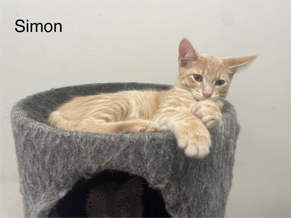 Simon (bonded with Ace)