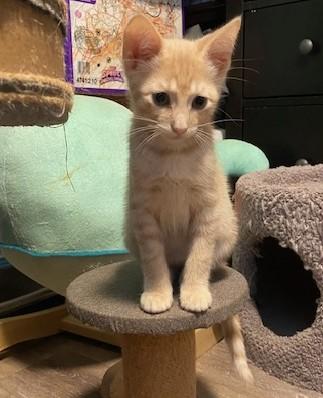 Simon (bonded with Ace) 5