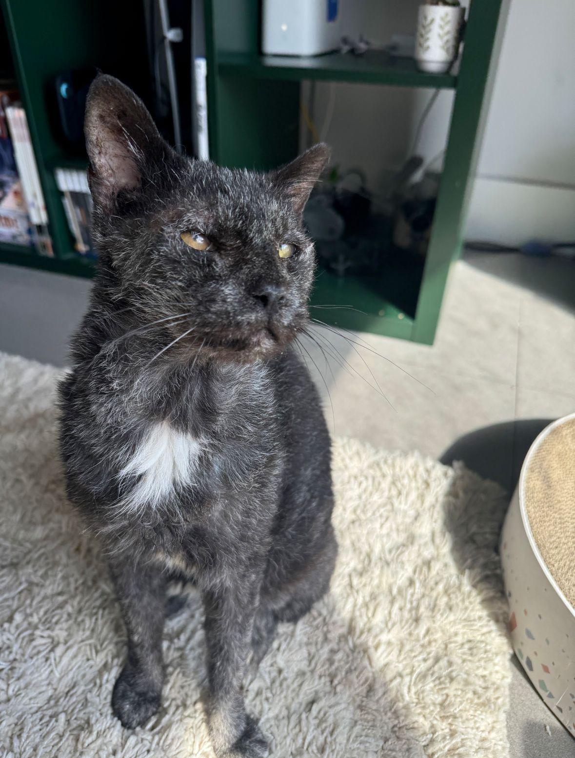 Kimari, ADOPTABLE, Senior Male Domestic Short Hair.