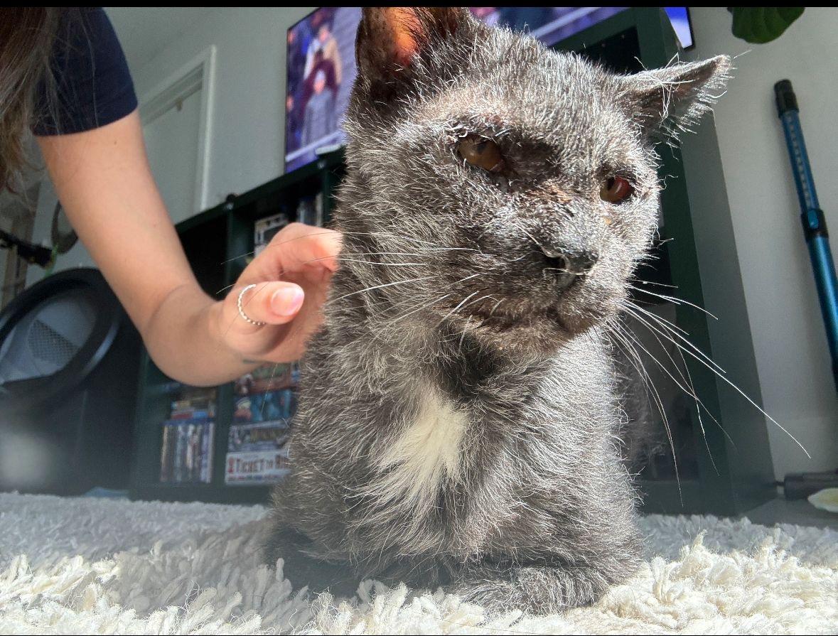 Enlarge Kimari, a ADOPTABLE Domestic Short Hair in Miami, FL image 2/3