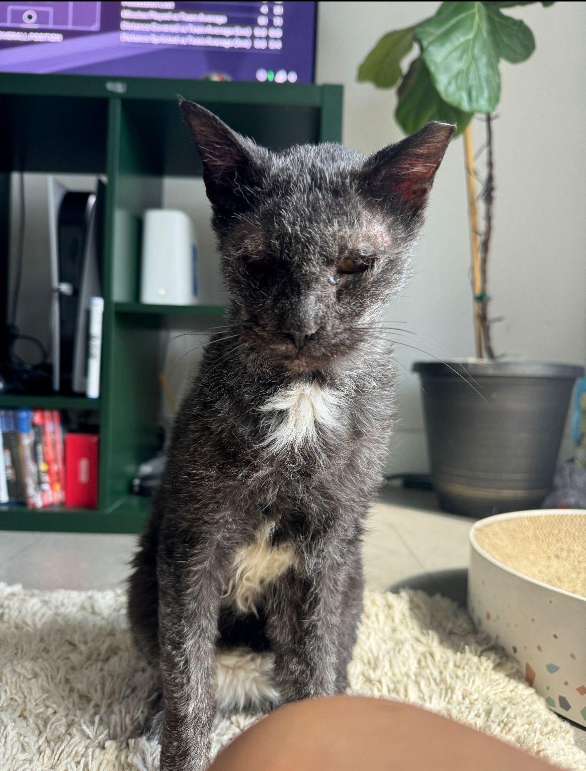 Enlarge Kimari, a ADOPTABLE Domestic Short Hair in Miami, FL image 3/3