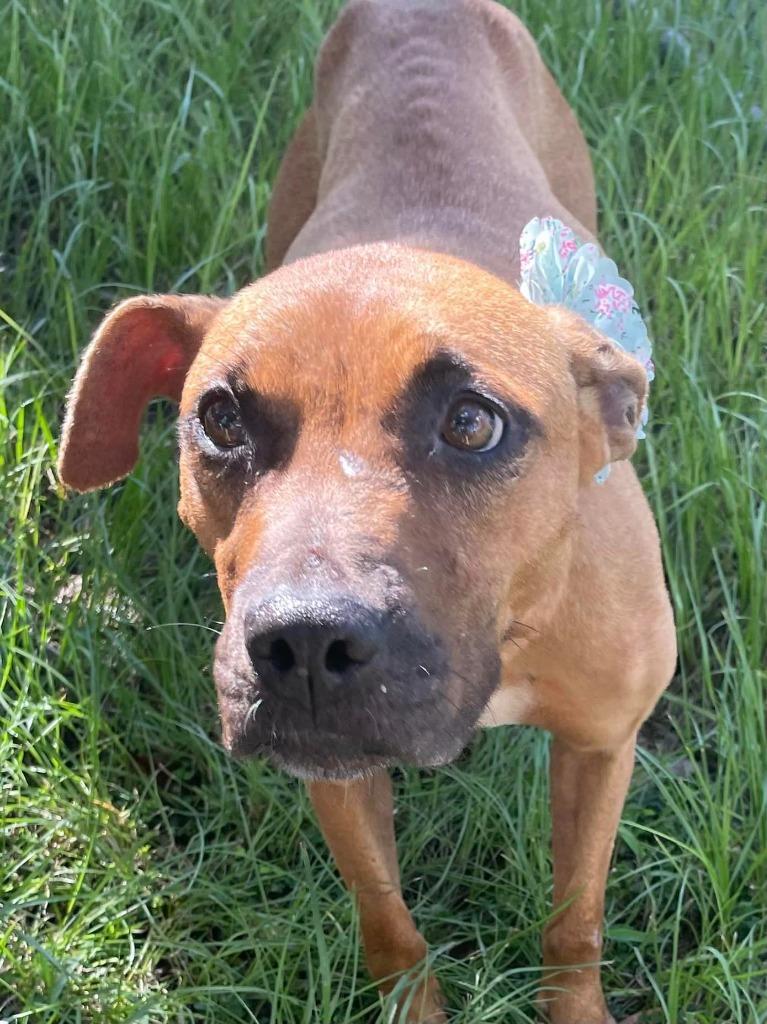 Whitney, Adoptable, Adult Female Hound & Mixed Breed.