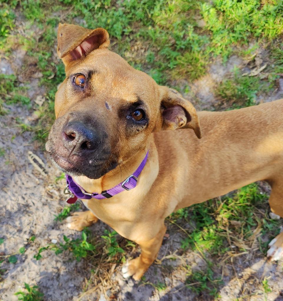 Whitney, Adoptable, Adult Female Hound & Mixed Breed.