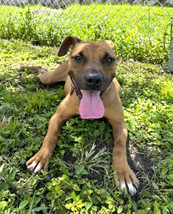 Enlarge Whitney, a Adoptable mixed breed in Fort Myers, FL image 2/4