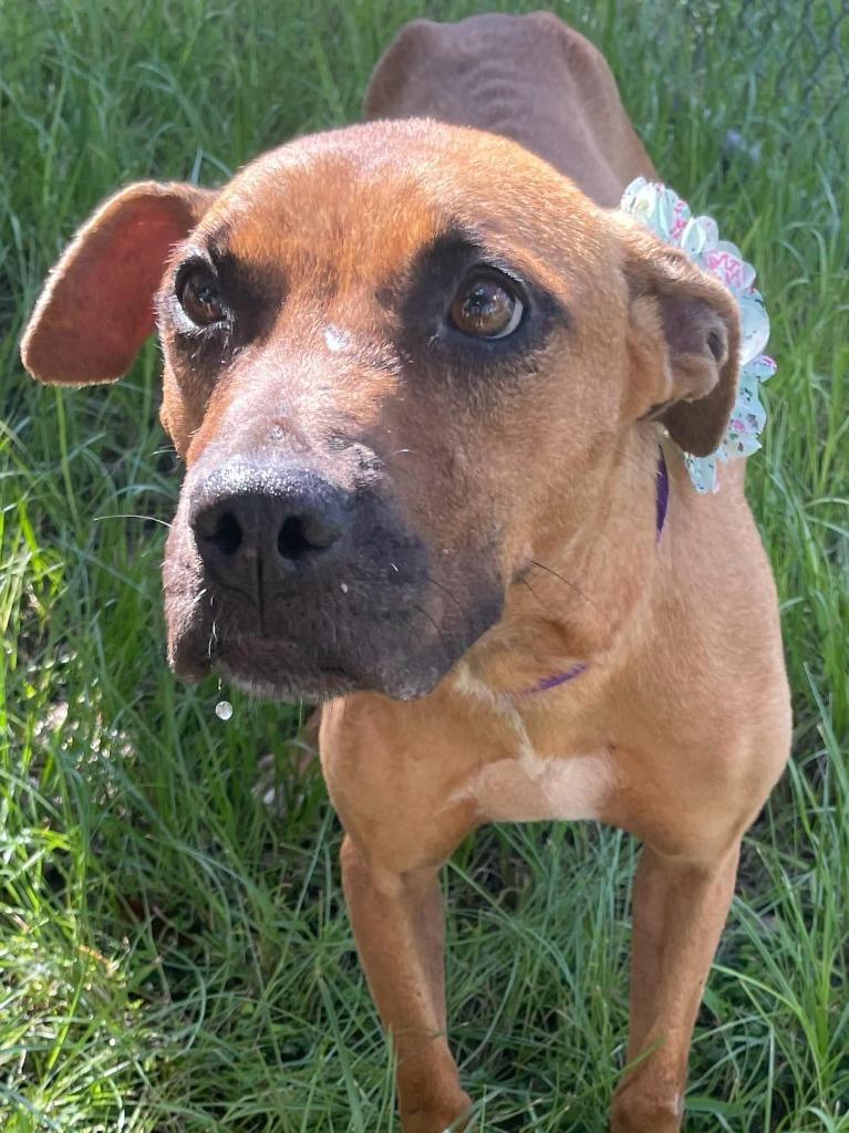 Enlarge Whitney, a Adoptable mixed breed in Fort Myers, FL image 4/4