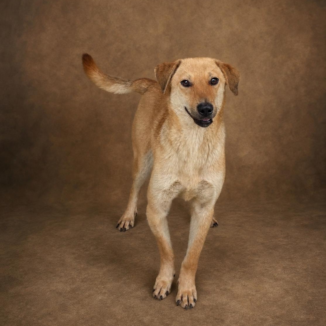 Willie, ADOPTABLE, Adult Male Labrador Retriever & Shepherd.