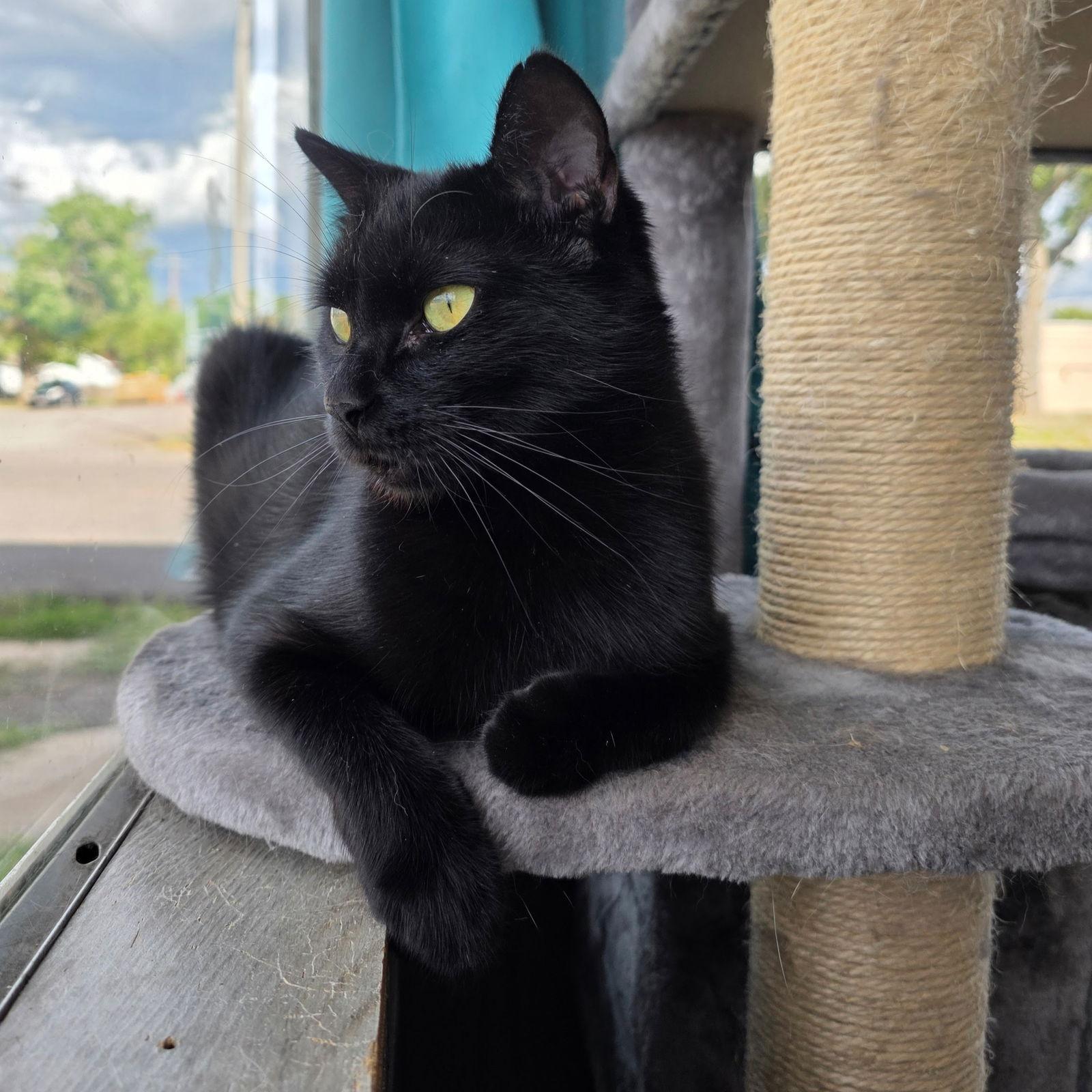 Yarrow, Adoptable, Adult Female Domestic Short Hair.