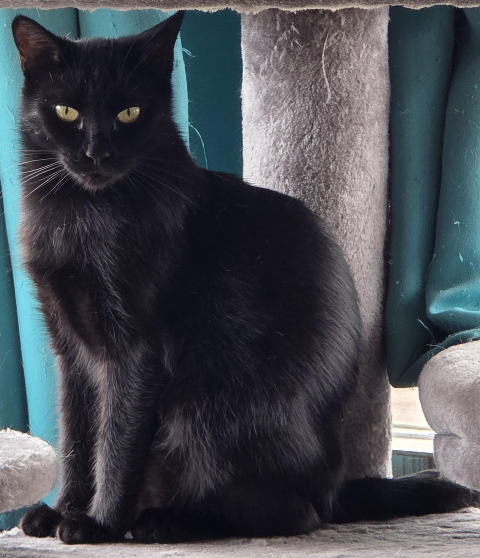 Yarrow, a Adoptable Domestic Short Hair in Laramie, WY image 2/3