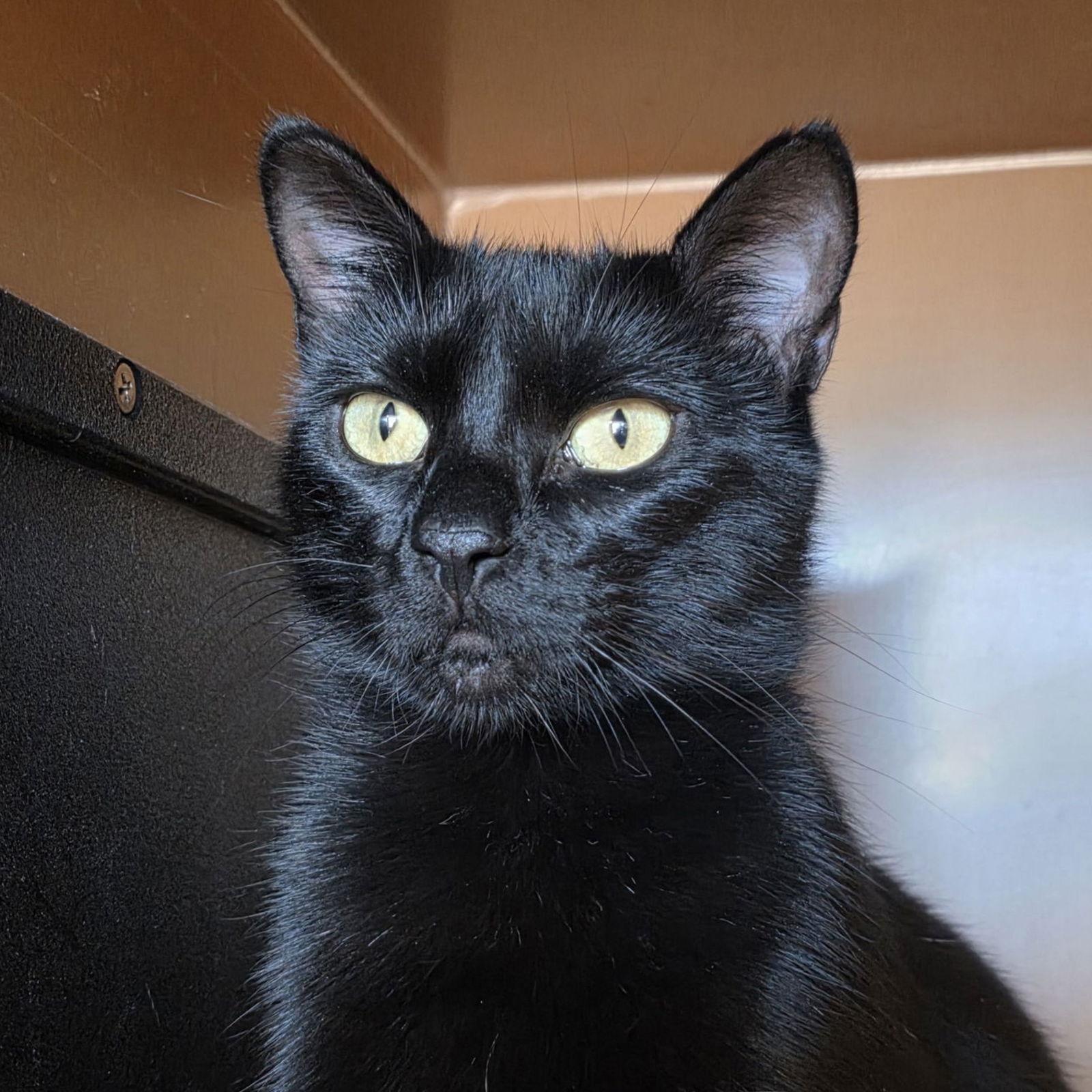 Yarrow, a Adoptable Domestic Short Hair in Laramie, WY image 3/3