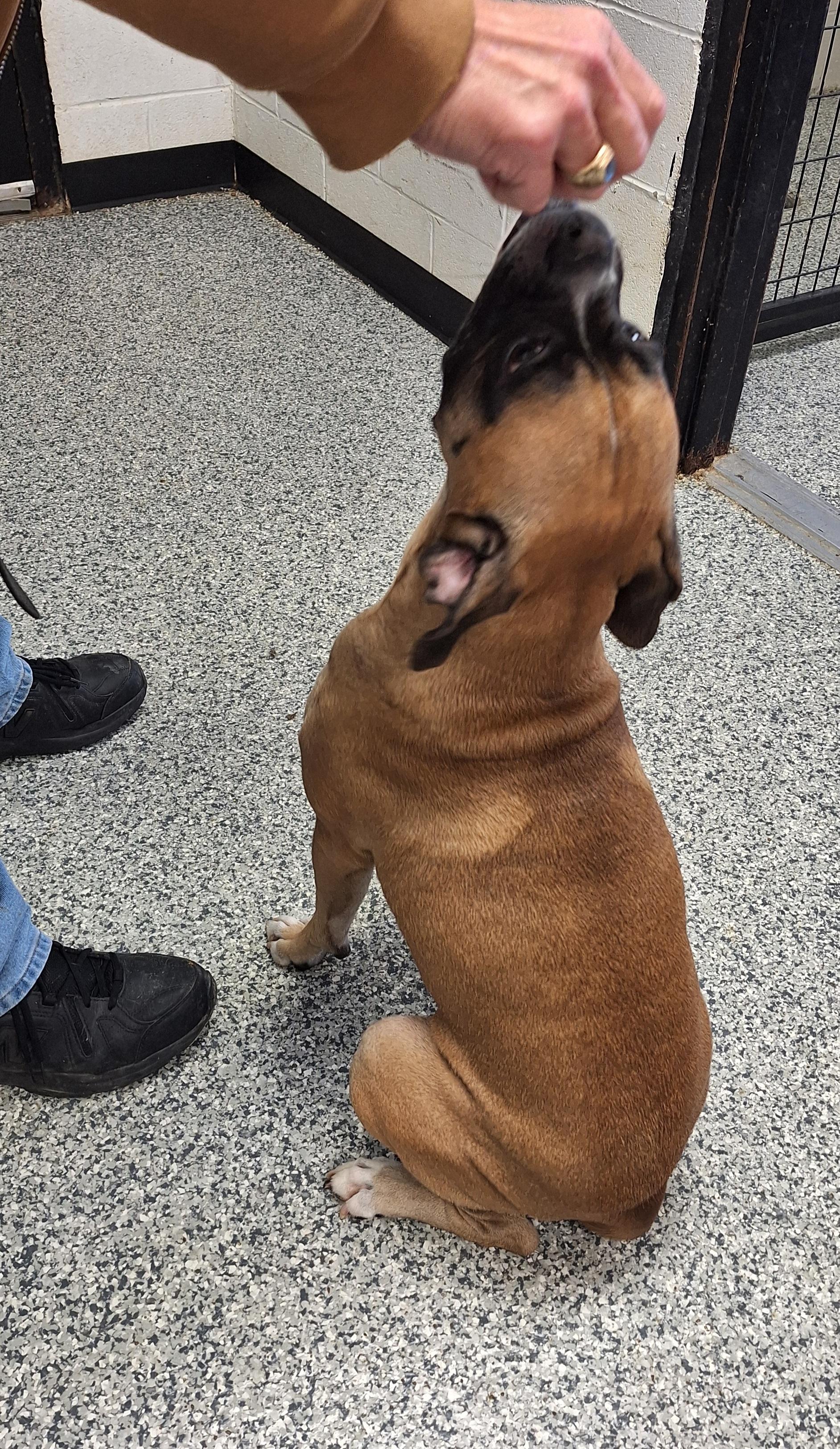 Enlarge Jack, a ADOPTABLE Boxer in Stanton, KY image 5/5