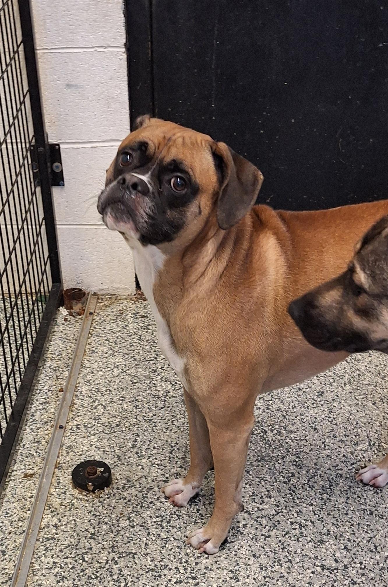 Enlarge Jack, a ADOPTABLE Boxer in Stanton, KY image 2/5