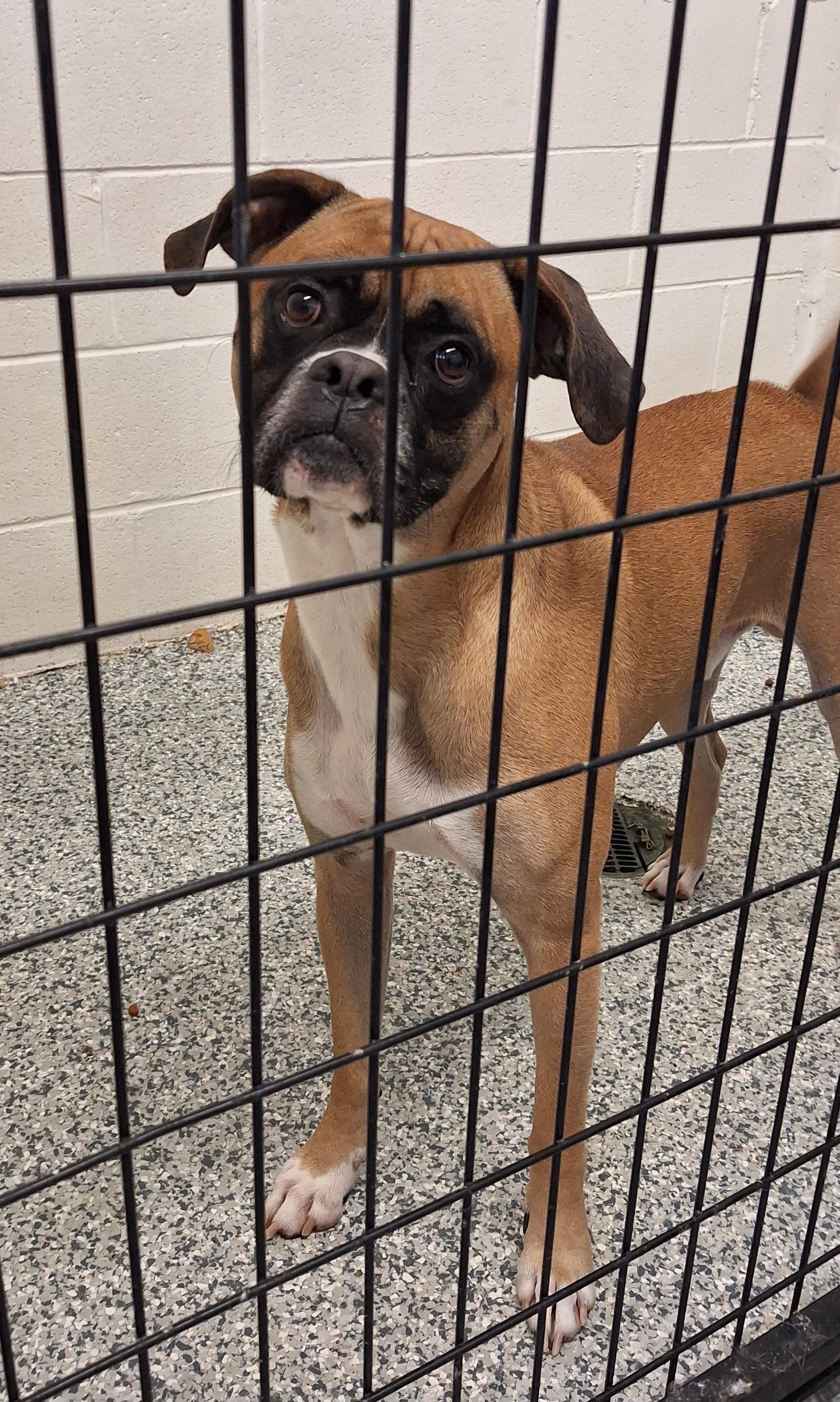 Jack, ADOPTABLE, Adult Male Boxer.