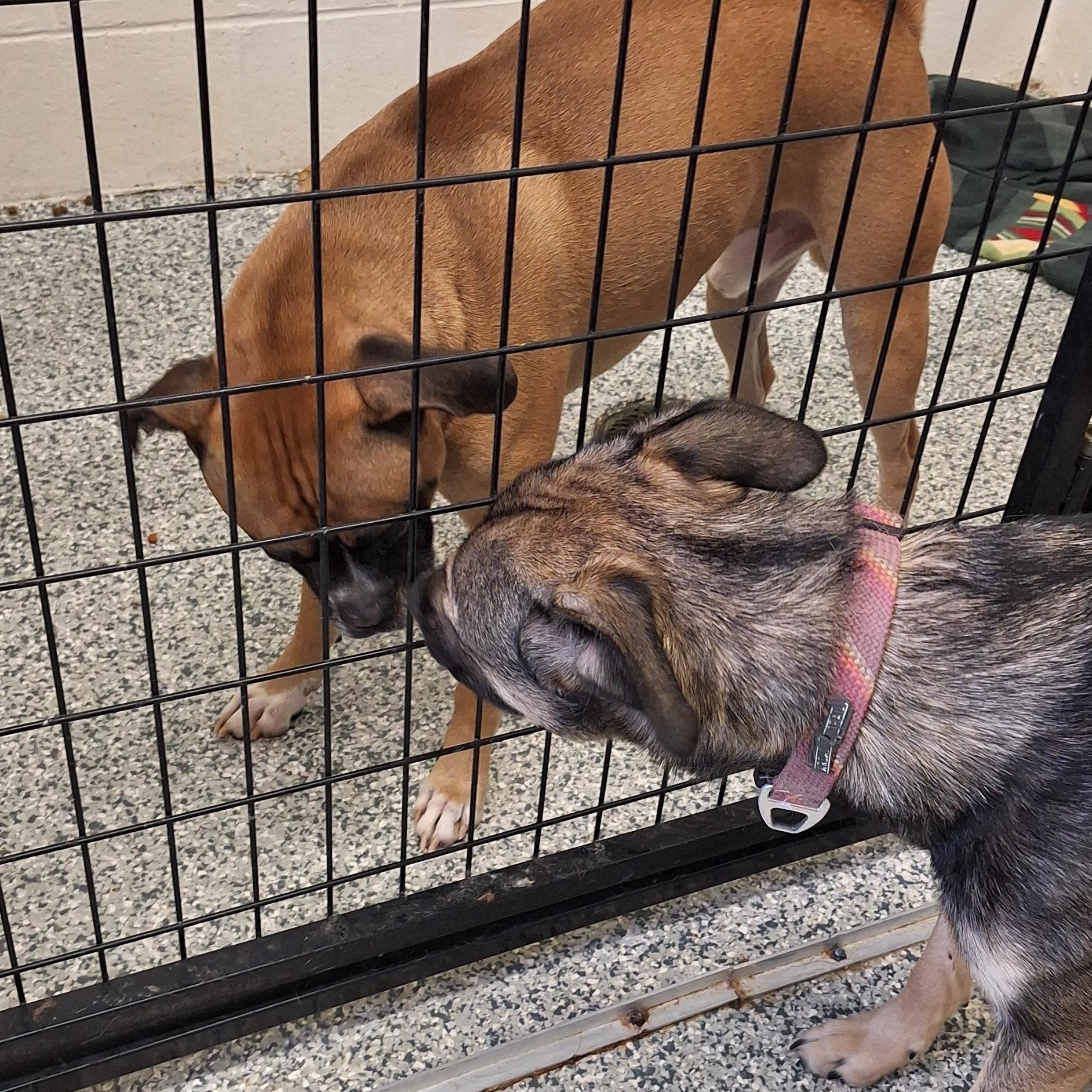 Enlarge Jack, a ADOPTABLE Boxer in Stanton, KY image 4/5