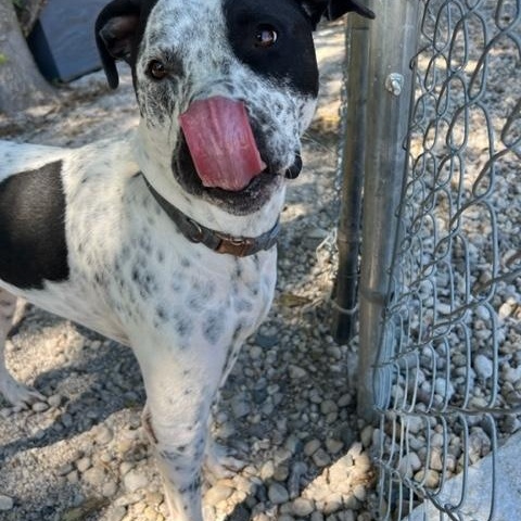Hank, Adoptable, Adult Male Australian Cattle Dog / Blue Heeler & Pit Bull Terrier.