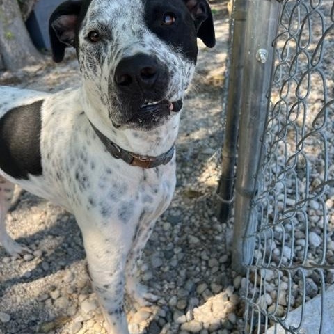 Enlarge Hank, a hold mixed breed in Shelbyville, IN image 2/4