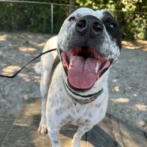 Enlarge Hank, a hold mixed breed in Shelbyville, IN image 3/4