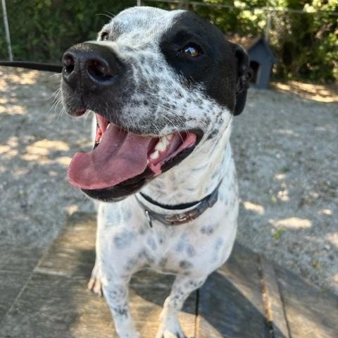 Enlarge Hank, a hold mixed breed in Shelbyville, IN image 4/4