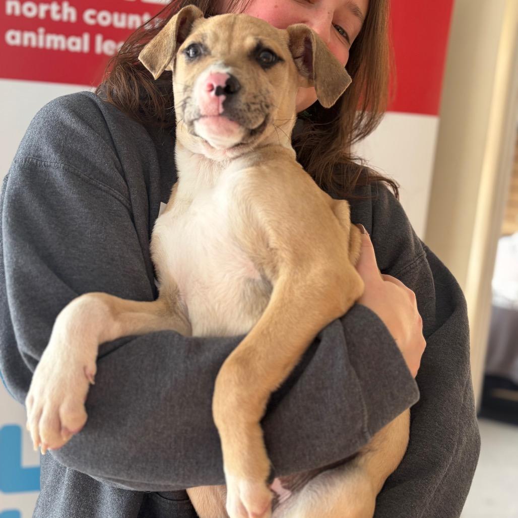 Thimble, Adoptable, Puppy Male Mixed Breed.