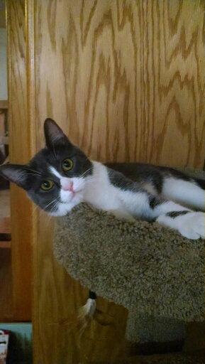 Azula, Adopted, Young Female Domestic Short Hair.