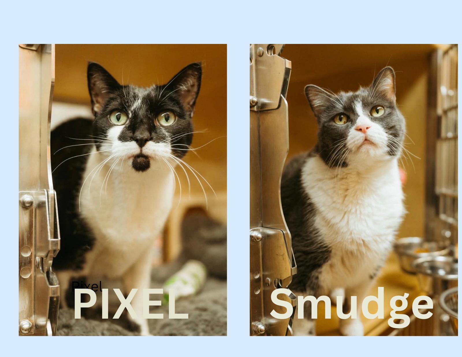 Enlarge Azula, a Adopted Domestic Short Hair in McKinney, TX image 2/3