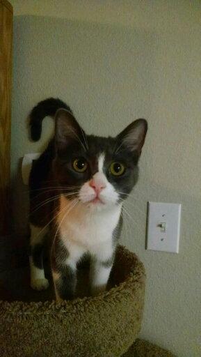 Enlarge Azula, a Adopted Domestic Short Hair in McKinney, TX image 3/3