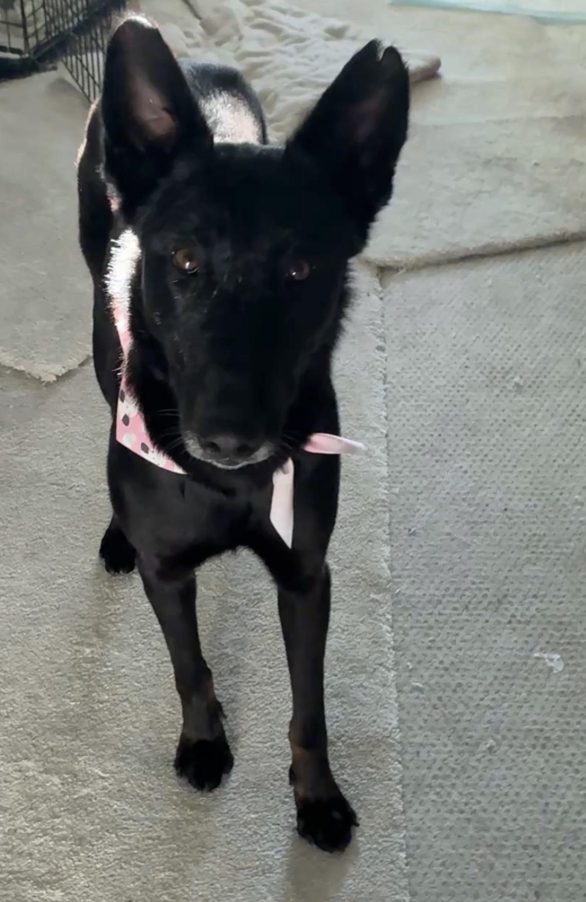 Layla, Adoptable, Adult Female Belgian Shepherd / Malinois.