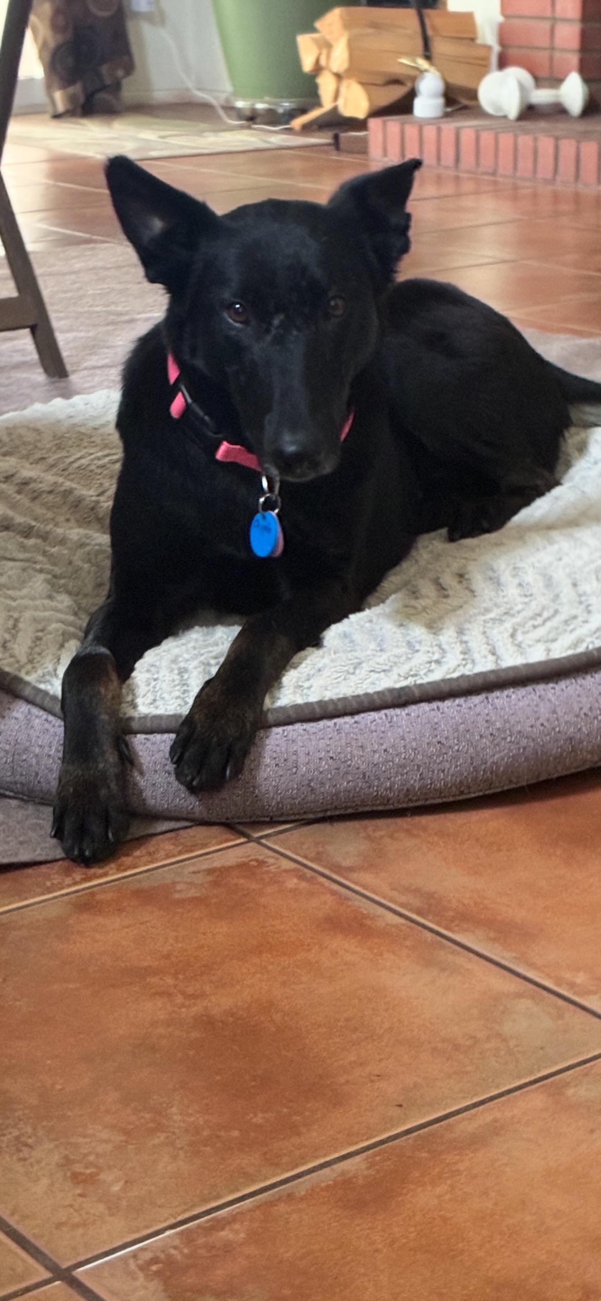 Enlarge Layla, a Adoptable Belgian Shepherd / Malinois in Templeton , CA image 3/6