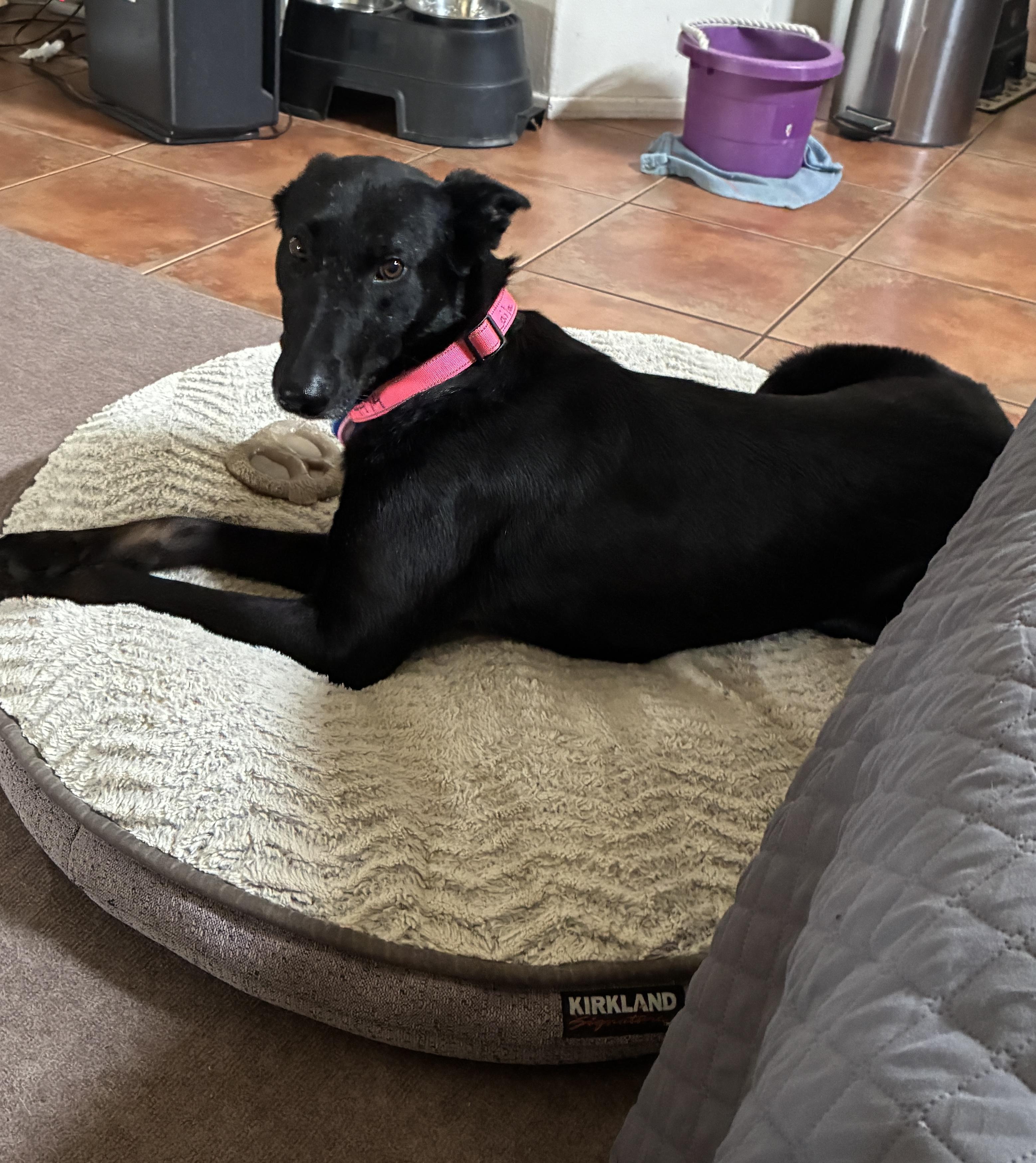 Enlarge Layla, a Adoptable Belgian Shepherd / Malinois in Templeton , CA image 4/6
