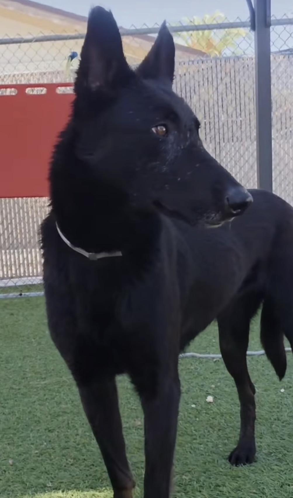 Enlarge Layla, a Adoptable Belgian Shepherd / Malinois in Templeton , CA image 5/6