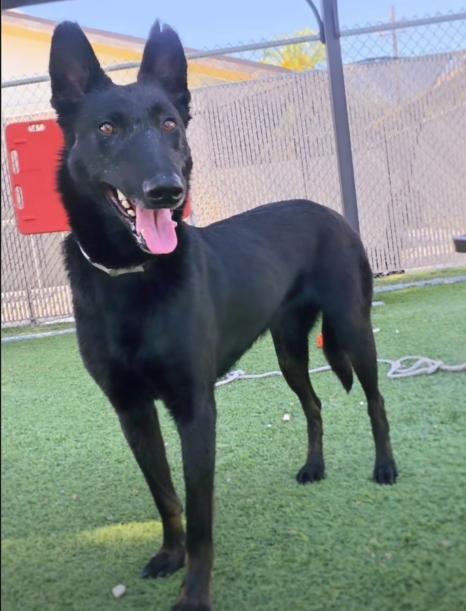 Layla, Adoptable, Adult Female Belgian Shepherd / Malinois.
