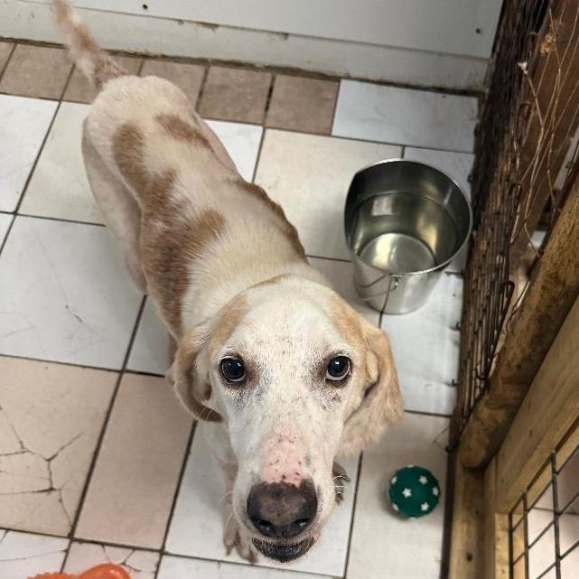 Cameron, a Adoptable Coonhound in North Myrtle Beach, SC image 1/3