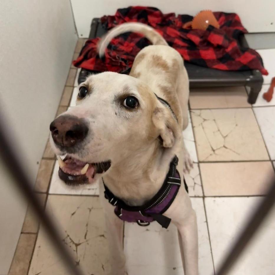 Cameron, a Adoptable Coonhound in North Myrtle Beach, SC image 2/3