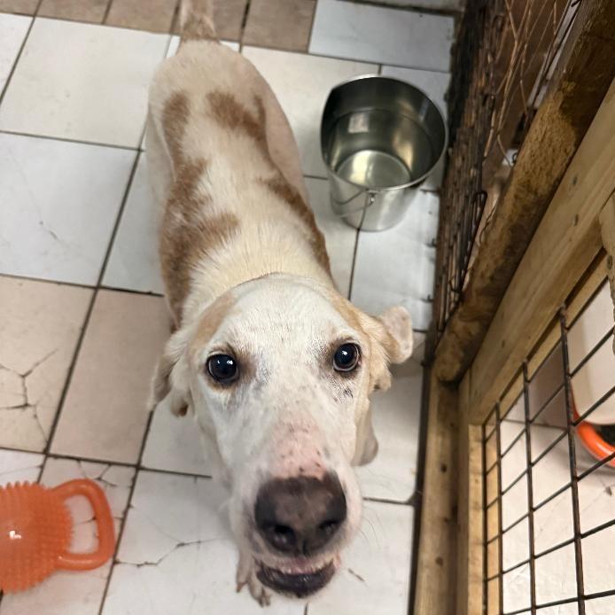 Cameron, a Adoptable Coonhound in North Myrtle Beach, SC image 3/3