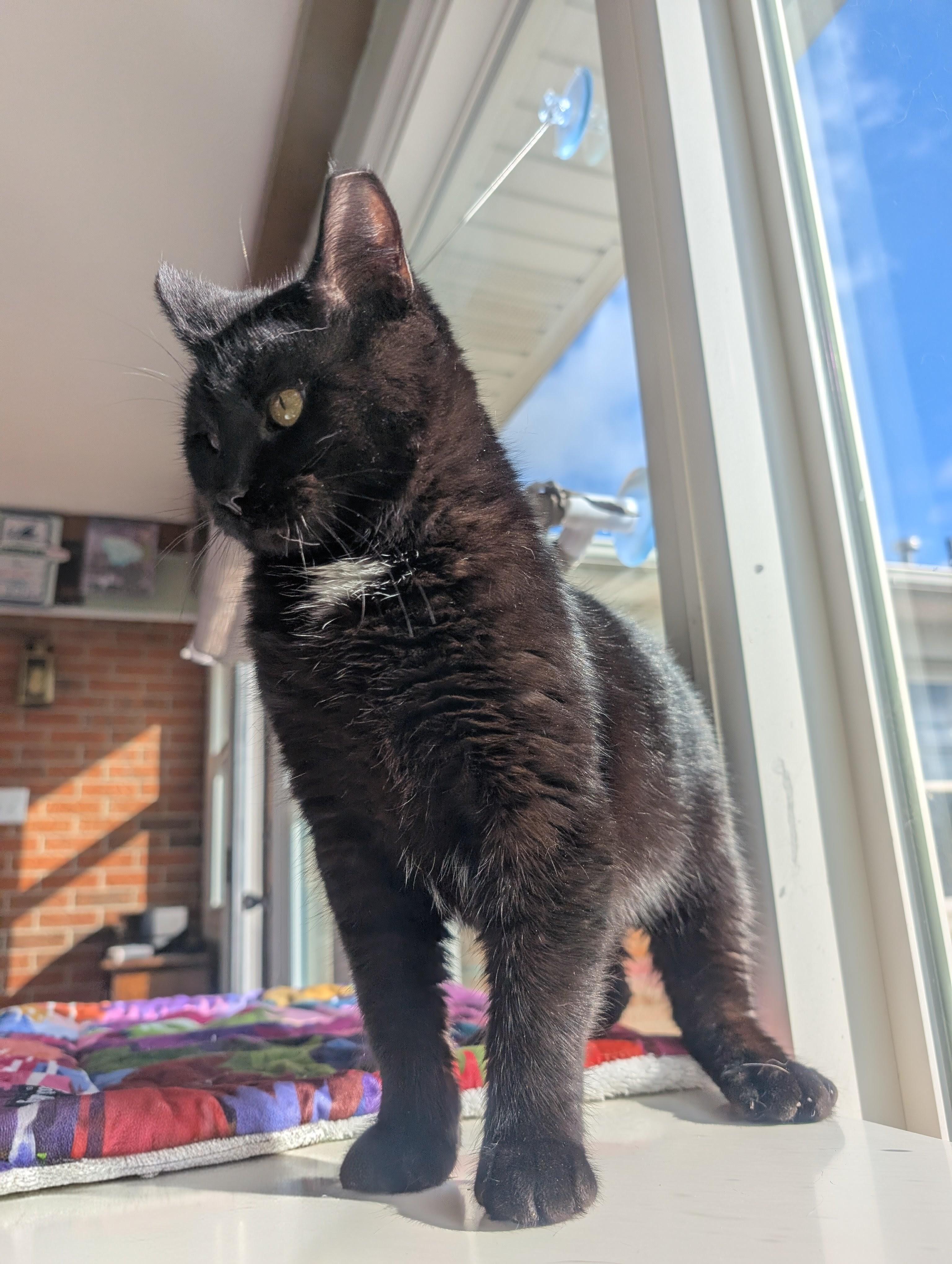 Foxy, a ADOPTABLE Domestic Short Hair in Quincy, OH image 1/5