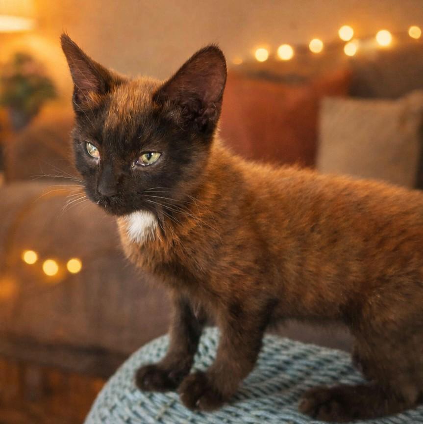 Foxy, a ADOPTABLE Domestic Short Hair in Quincy, OH image 5/5