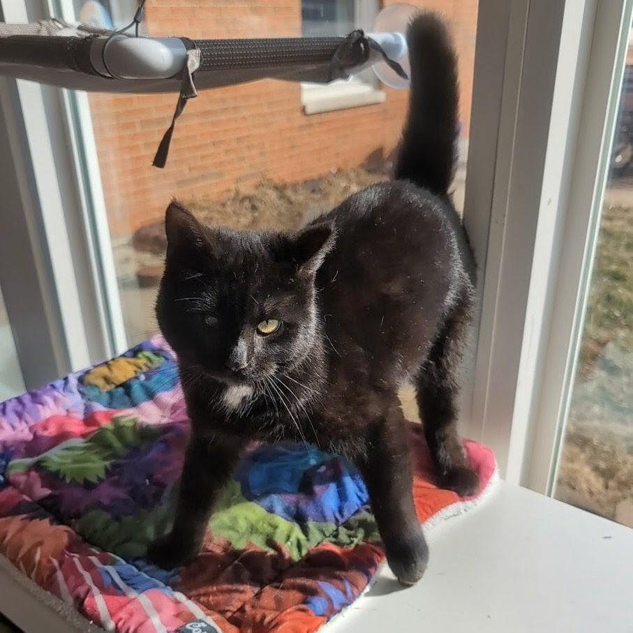 Foxy, a ADOPTABLE Domestic Short Hair in Quincy, OH image 2/5