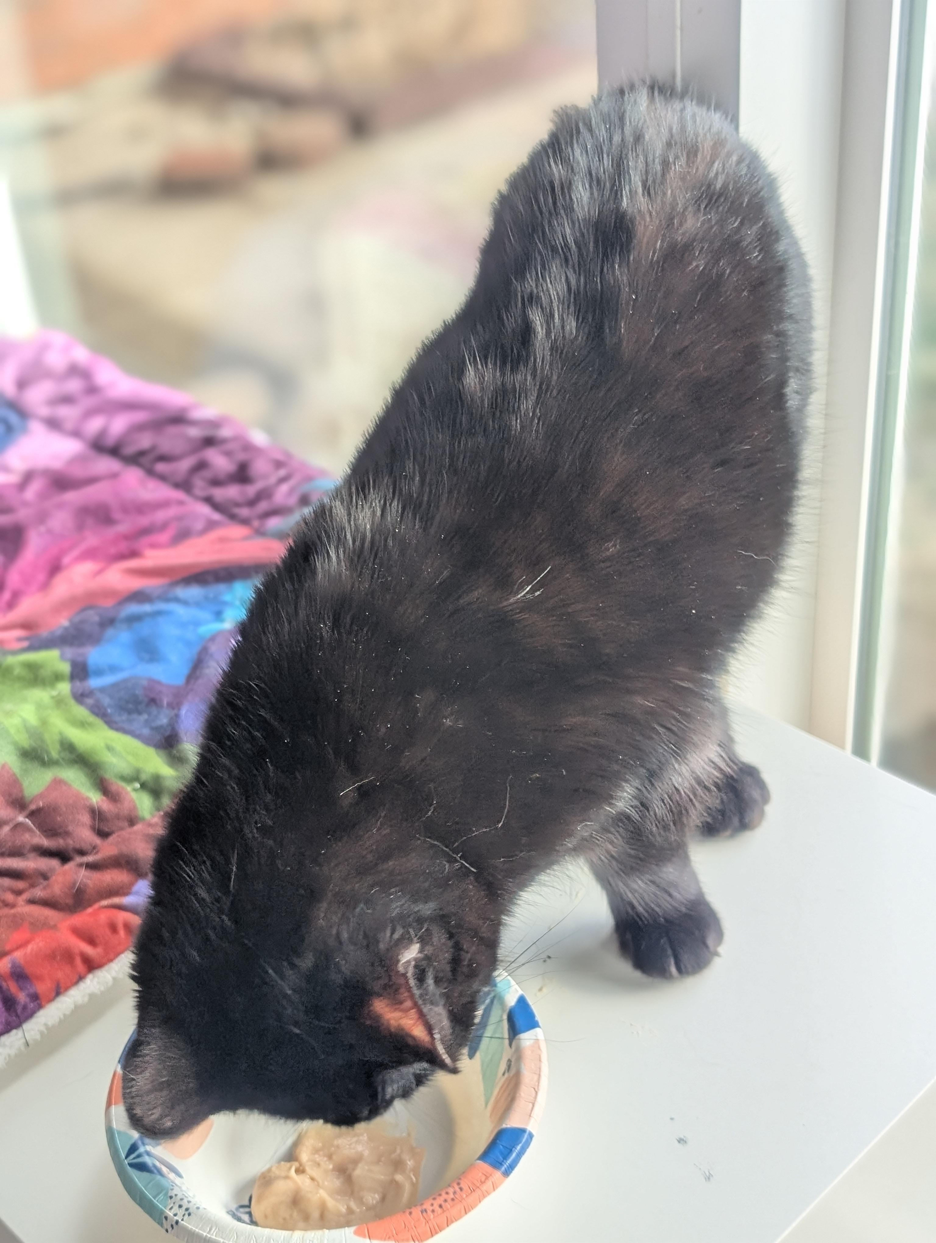 Foxy, a ADOPTABLE Domestic Short Hair in Quincy, OH image 4/5