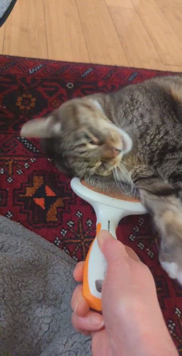 Enlarge Junie, a Adopted Tabby in Santa Monica, CA video 6/12