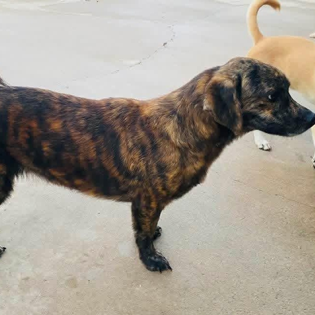 Enlarge Gerard PC, a Adopted mixed breed in Cheektowaga, NY image 5/6