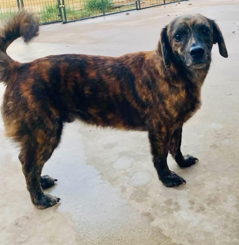 Enlarge Gerard PC, a Adopted mixed breed in Cheektowaga, NY image 6/6