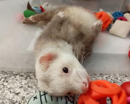 Max, Adoptable, Young Male Ferret.