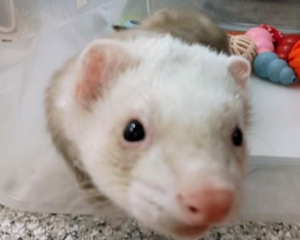 Enlarge Max, a Adoptable Ferret in Boulder, CO image 2/3