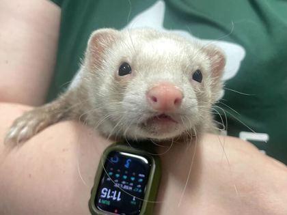 Enlarge Max, a Adoptable Ferret in Boulder, CO image 3/3