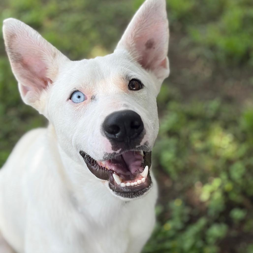 Enlarge Asher 26-04-084, a Adoptable mixed breed in Bastrop, TX image 1/6