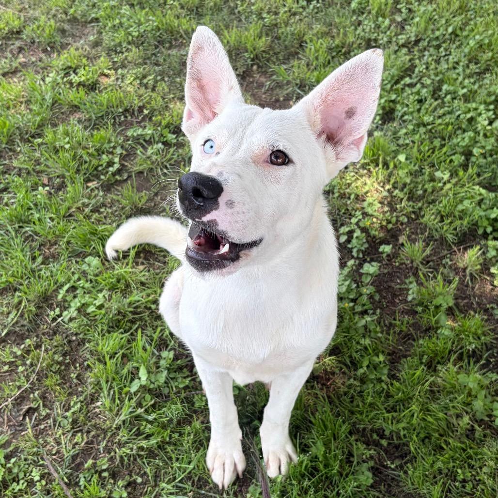 Enlarge Asher 26-04-084, a Adoptable mixed breed in Bastrop, TX image 2/6